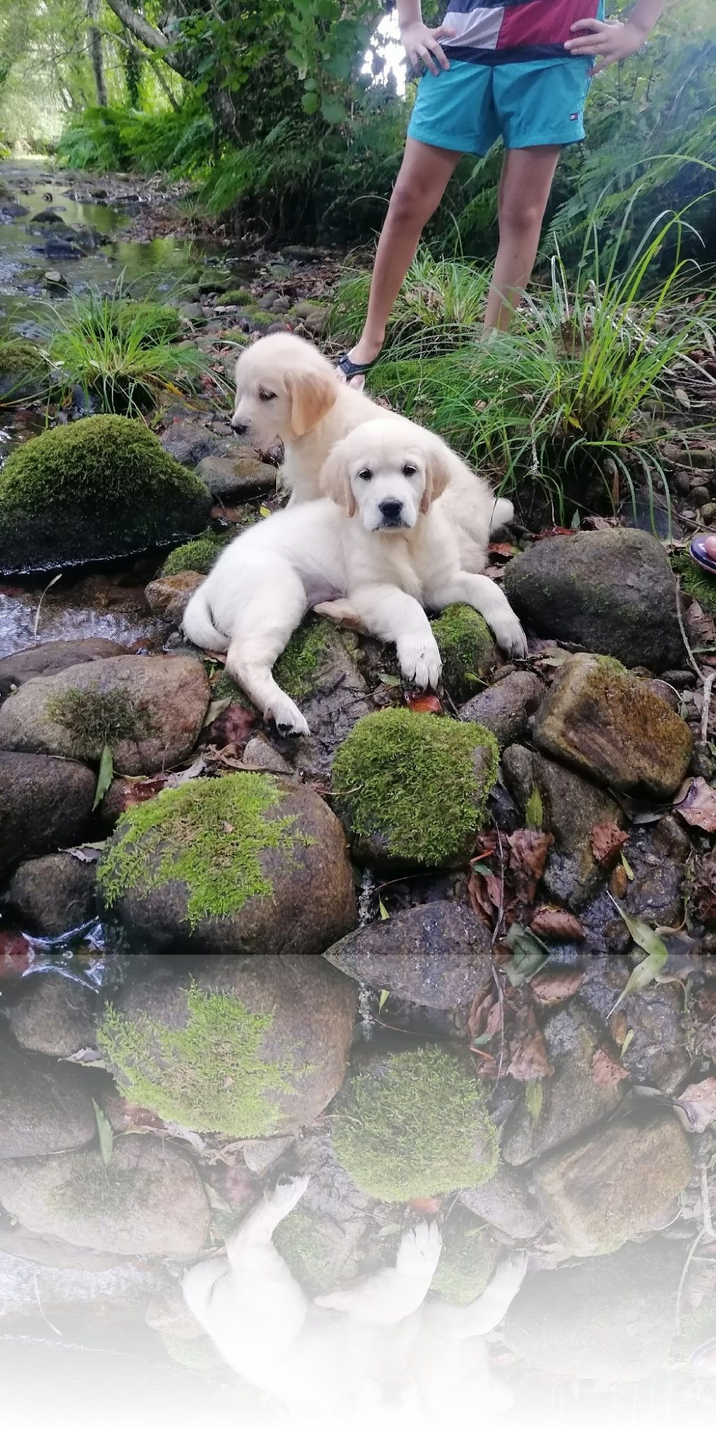 refl_lima-limn0_jpg_4f2882eec44cf49909a0f7dc7d3853f4