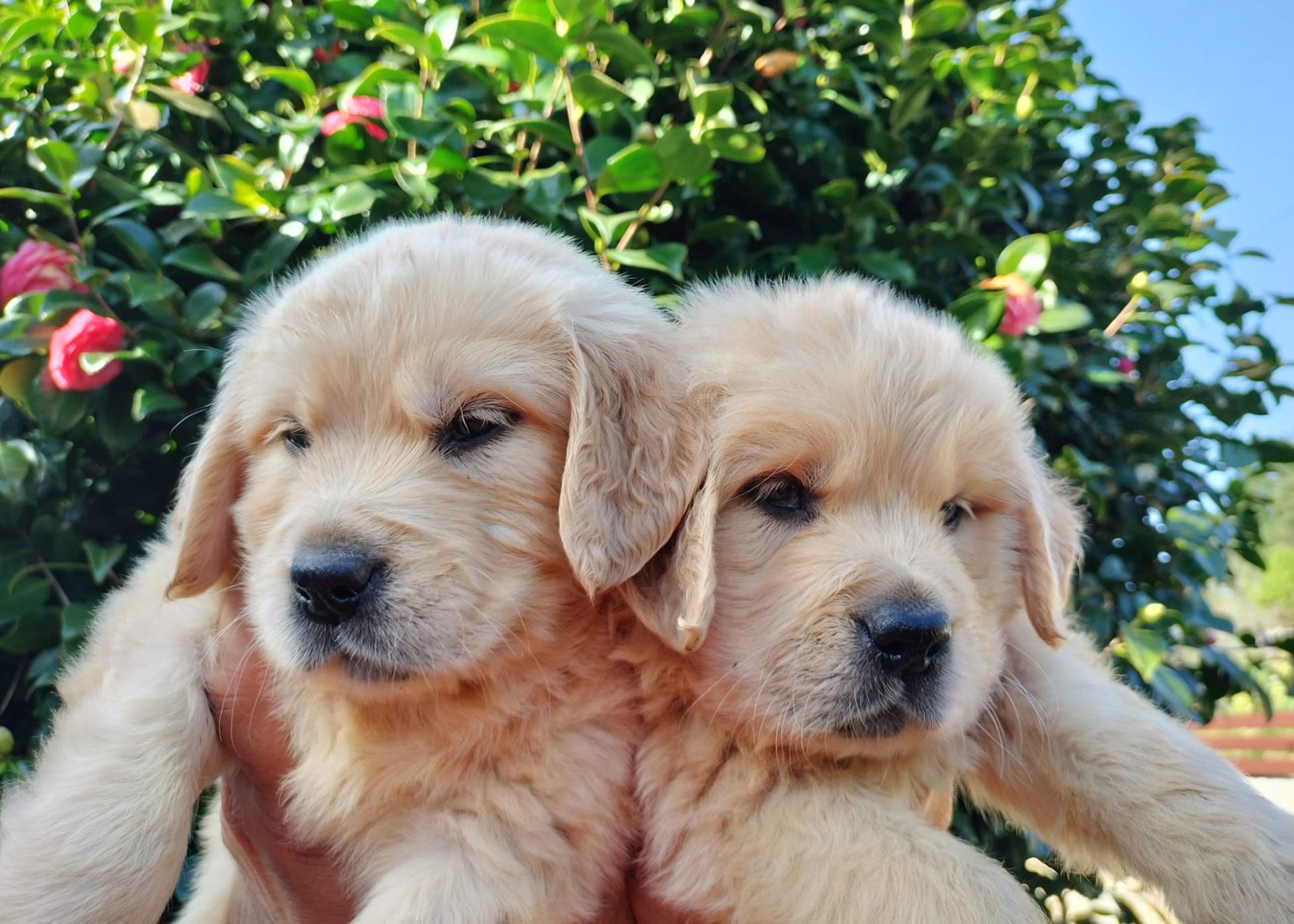 cachorros Golden Retriever