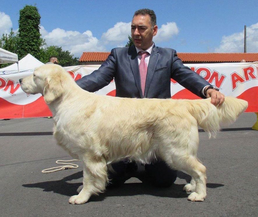 foto-premio-Golden-Retriever