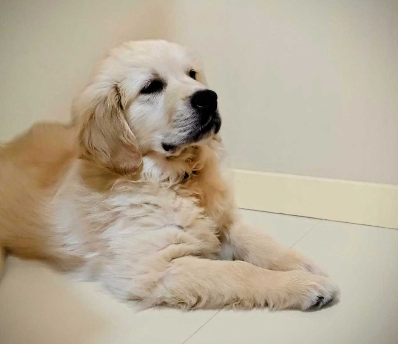 golden-retriever